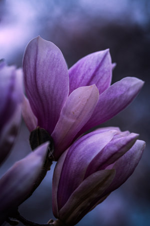 Beautifully colored magnolia tree in full bloom on spring in Prague, Czech Republic, Europe. Spring vibes full of beautiful flowers, colors and scents.の写真素材