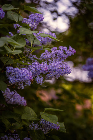 Beautifully colored Lilac trees in full bloom on spring in Prague, Czech Republic, Europe. Spring...