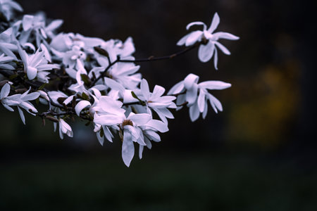 Beautifully colored magnolia tree in full bloom on spring in Prague, Czech Republic, Europe. Spring vibes full of beautiful flowers, colors and scents.の写真素材