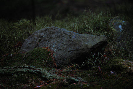Close look at the old stone hidden in the forest on the early morning with fantasy mood and fresh breeze in the north of Bohemia.の写真素材
