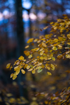 Detail of beautifully colored leaves in the dark fall season.