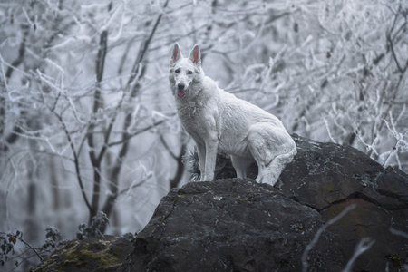 Beautiful and calm fluffy dog portrait outside in the magical snowy forest.の写真素材