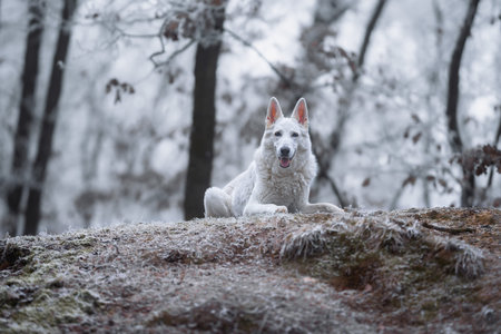 Beautiful and calm fluffy Swiss shepherd dog portrait outside in the magical snowy forest.の写真素材