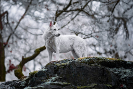 Beautiful and calm fluffy dog portrait outside in the snowy forest.の写真素材