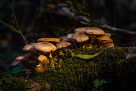 Big cluster of mushrooms growing up in the fresh mossy wood.