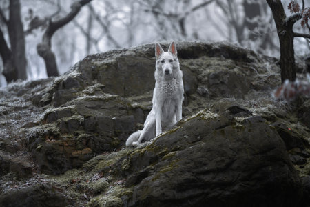 Beautiful and calm fluffy Swiss shepherd dog portrait outside in the magical snowy forest.の写真素材