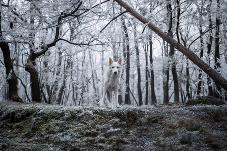 Beautiful and calm fluffy dog portrait outside in the magical snowy forest.の写真素材