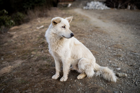 Beautiful calm puppy lost in a small village during the hiking in great Himalaya mountains.の写真素材