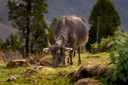 Detailed close-up view of a yak on a pasture in the Himalaya mountains in Nepal.