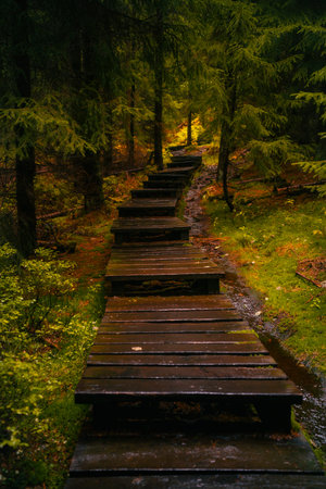 Wooden path in fantasy and dark autumn forest with the best mystical atmosphere in the north of Bohemia, in Jizera mountains. Like a path to a fairy tale.の写真素材