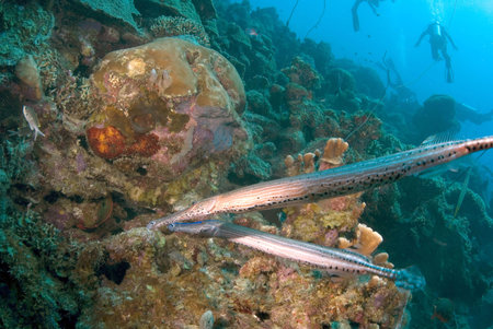 Trumpetfishの写真素材