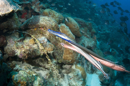Trumpetfish feedingの写真素材
