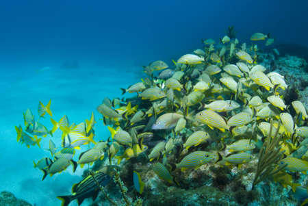 Key Largo Reefの写真素材