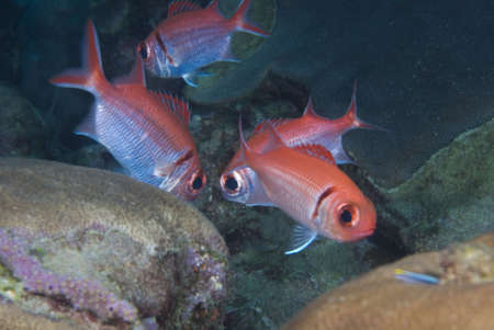 Squirrelfishの写真素材