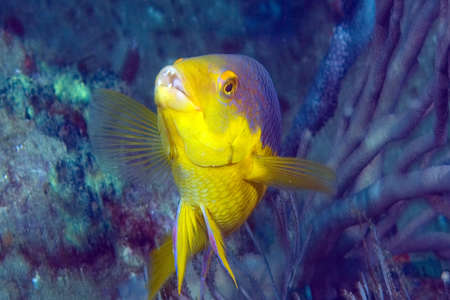 French Gruntの写真素材