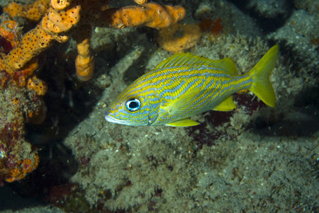 snapper