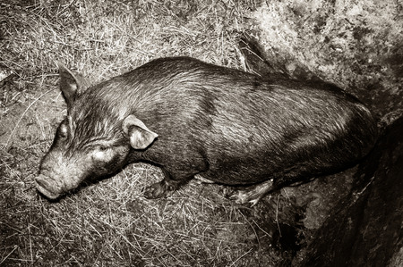 Vietnamese pigs standing on hay in the room a small farm. Family of Vietnamese pigs.の写真素材