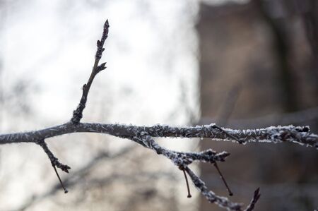 Ice crystals on the branchの写真素材