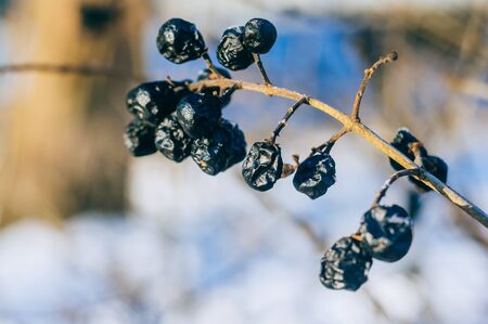 Small black berries on the bush in winterの写真素材