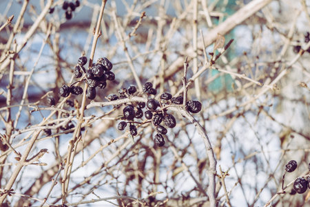 Small black berries on the bush in winterの写真素材