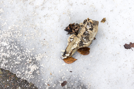 Dog skull on the snowの写真素材