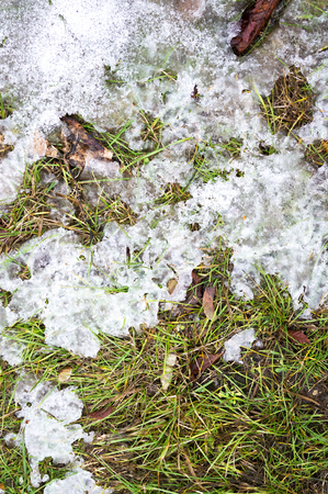 Grass and snow background textureの写真素材