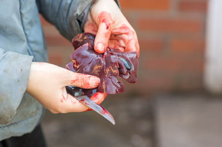 Fresh raw rabbit liver in handsの写真素材