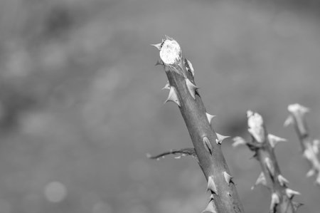 Rose thorns. Monochrome photo.の写真素材