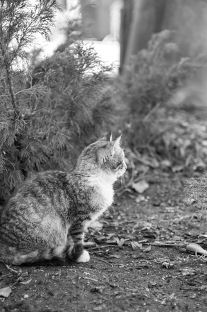 Monochrome photo of cat in the villageの写真素材