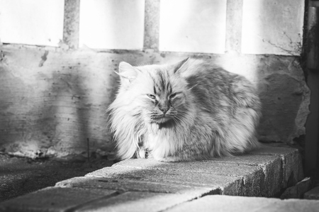 Homeless cat. Monochrome photo.の写真素材