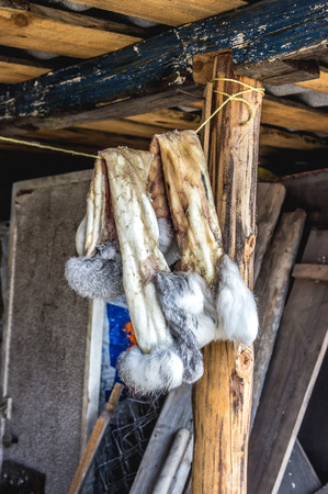 Rabbit skins on the ropeの写真素材