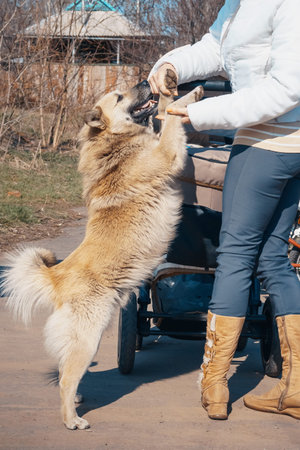 The dog gave paws in the hands of a manの写真素材