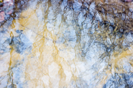 Reflection of trees in water