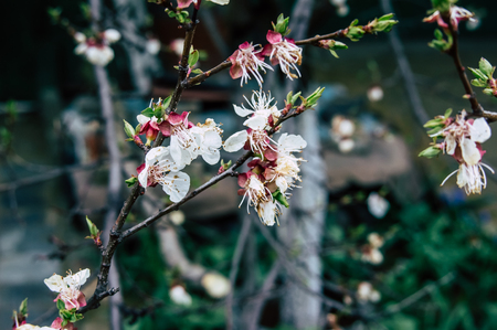 Spring flowered treesの写真素材