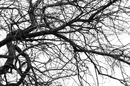 Monochrome tree branches silhouette without foliageの写真素材