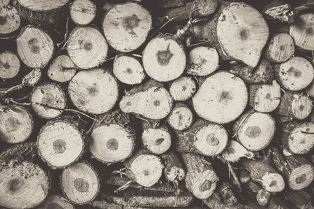 Harvesting firewood for the winter. Monochrome styleの写真素材