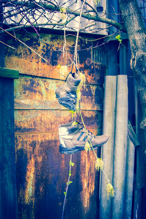 Old boots on the tree branchの写真素材