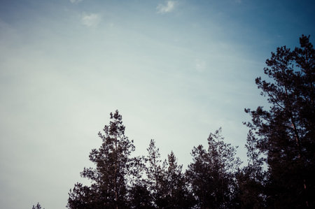 Sky with clouds and the tops of coniferous forest