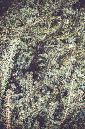 Spruce branches with needles. Tinted, stylish photo.の写真素材