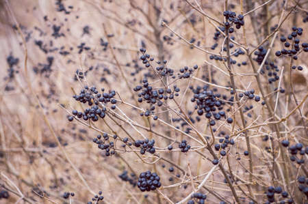 Black berriesの写真素材