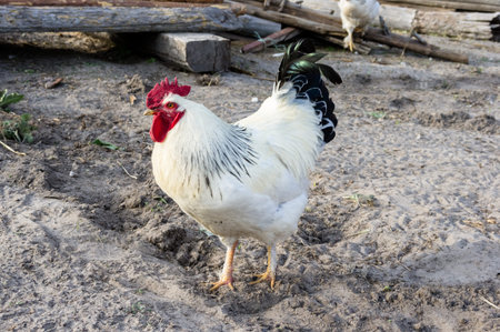 White rooster in the villageの写真素材