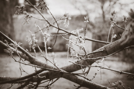 The first spring leaves. Nature awakening in spring. Monochrome photo.の写真素材