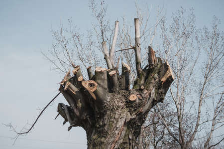 Cutted part of a treeの写真素材