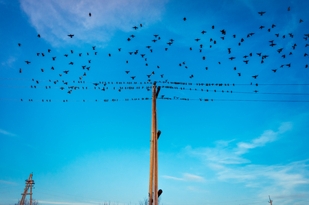 A flock of birds flies against the blue skyの写真素材