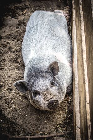 Vietnamese Piglet. Marble breed.の写真素材