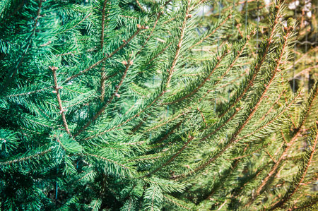 Spruce branches with needles. Tinted, stylish photo.の写真素材