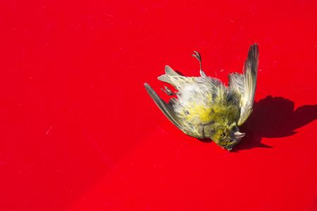 Dead bird on the car hoodの写真素材
