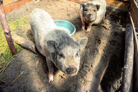 Vietnamese Pigs. Marble breed.の写真素材