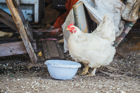 Chicken on the farm yard.の写真素材