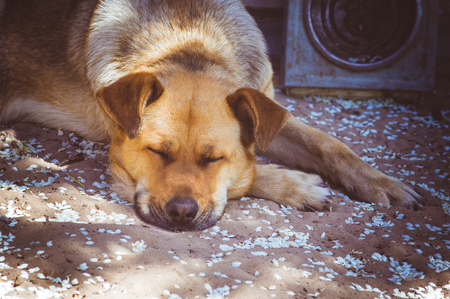 Big dog lies on the groundの写真素材